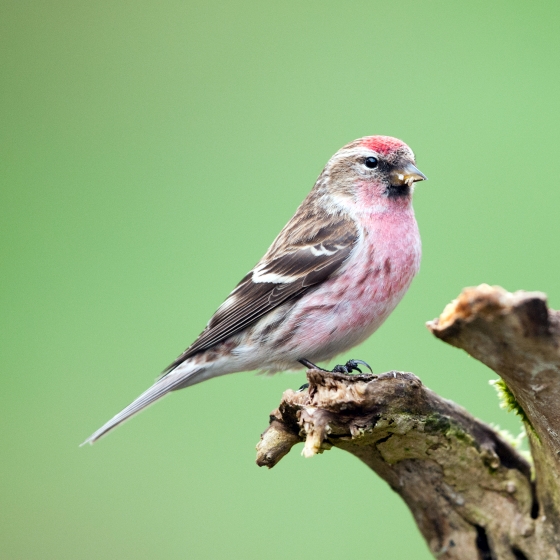 Lesser Redpoll BTO British Trust for Ornithology